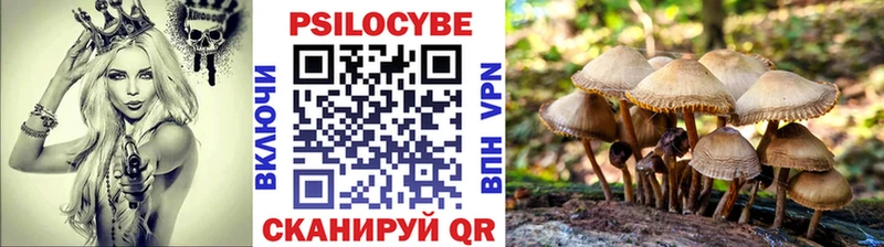 Псилоцибиновые грибы Cubensis  Зеленогорск 